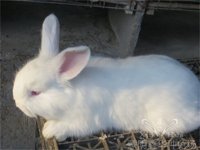 長(zhǎng)毛種兔