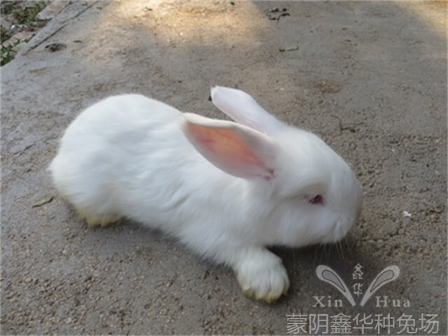 長(zhǎng)毛種兔