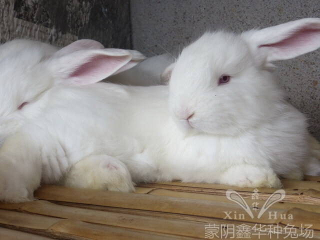 長(zhǎng)毛種兔