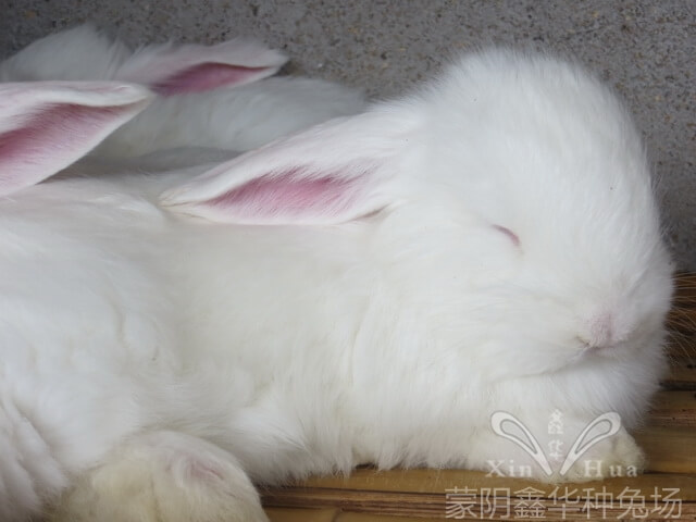 長(zhǎng)毛兔養(yǎng)殖