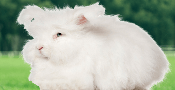 長毛兔夏季飼養(yǎng)管理要點你清楚嗎？