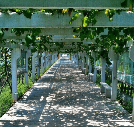 臨沂秀山美地農業發展有限公司