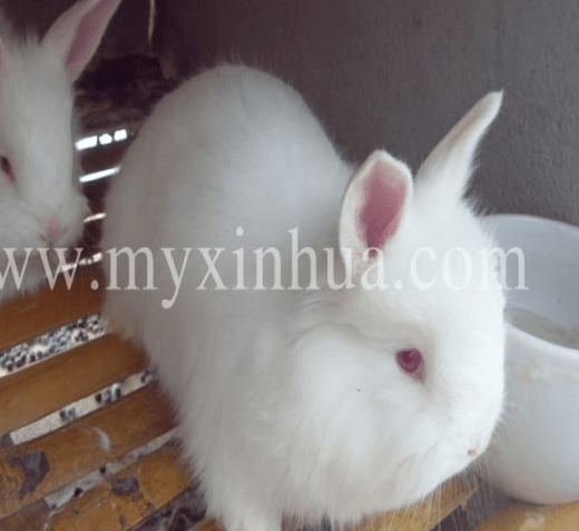 種公兔與種母兔的飼養要點