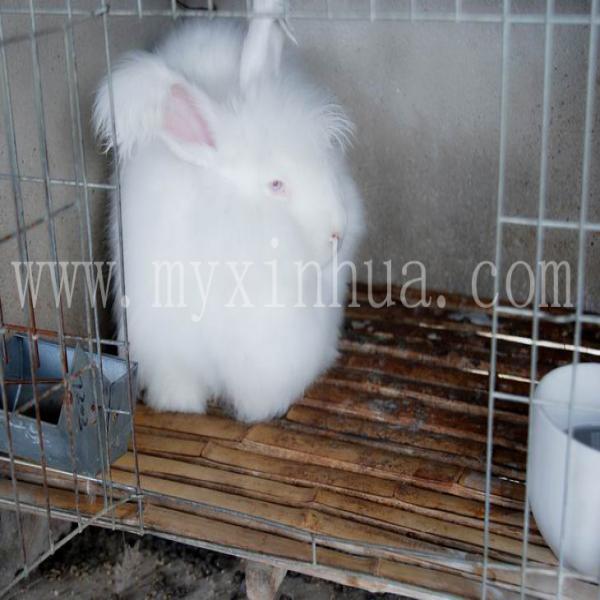 巨型安哥拉兔的飼養及毛發的養護