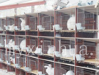 仔兔的飼養管理要注意哪些內容？