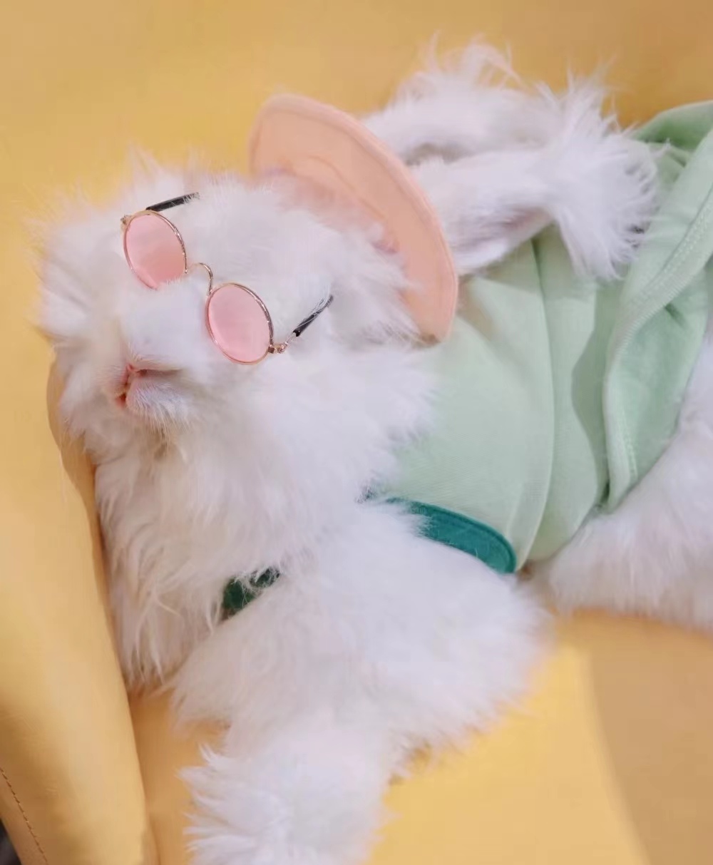 長毛兔養(yǎng)殖中的感染防護(hù)措施解析