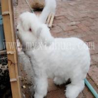 蒙陰長(zhǎng)毛兔 蒙陰長(zhǎng)毛兔